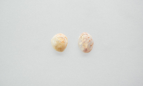 Blossom shell earring